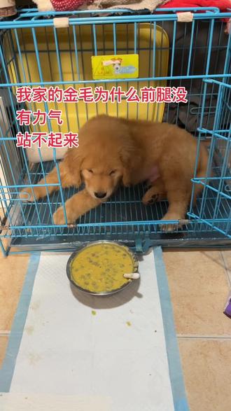 金毛 两个月
25号晚上吃完饭好好的 发现它走路有点瘸,瘸的一点点,但是看不出来后面陪他玩了一会儿,他回到笼子里后就不爱动了以为是它困啦要睡觉了没有理他
然后他躺在那里躺了一个晚上,
第二天我们发现不对带它去医院,他发烧了烧到了40.2度当天去医院的时候还可以走路还可以,但是站的不是特别稳。去医院医院检查说是真菌感染耳朵里面加上细菌感染,然后导致的中耳炎,然后引起的发烧,
这两天打了针。耳朵里面弄了洗耳的和挤了药是退了,但是他的前腿动不了了,就是站不起来。
第四天我们去宠物医院 宠物医生就不给它打字了 说没有意义啦 医生说如果治要去做磁共振 看看有没有伤到神经
说一系列下来要2-3万块钱
我月薪5千 我非常想治它 想问一下大家这个到底是什么问题 到底是不是中耳炎影响到神经。还是神经炎 还是缺钙
#金毛生病 #金毛幼犬