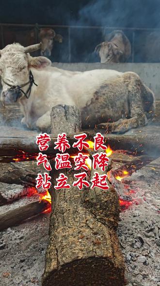 气温突降,老弱病残的牛容易出问题,这不,这母牛怀孕五个月,好好的今早突然起不来,吃喝反刍正常,就是瘫痪,看它消瘦的样子,加上体温低,考虑营养不良顶不着气温骤降,用高糖1500毫升静脉注射,效果立竿见影!#兽医#兽医日常 #一线兽医工作者 #养牛人#服务三农支持三农