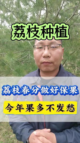 荔枝做好保果稳果,今年果多不发愁#荔枝种植 #荔枝管理 #荔枝 #保花保果