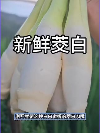 #茭白#茭白炒肉#新鲜蔬菜