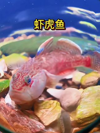 水族圈的宝藏选手非虾虎鱼莫属! 体表纹路像天然水墨画,游动时灵动又耐看。还超爱“干活”,翻底沙啃残渣,把鱼缸打理得干干净净,新手也能轻松养出好状态。 #虾虎鱼 #原生观赏鱼 #鱼缸造景灵感#强烈推荐 #上热门🔥 @抖加🔥上热门🔥dou+🔥热点宝 @DOU+上热门