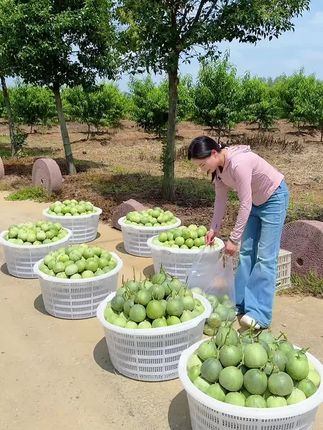 #绿宝石甜瓜#甜瓜#优质农产品#新鲜应季水果
