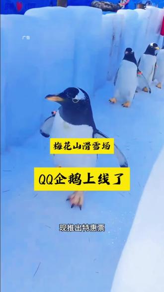 QQ企鹅来梅花山滑雪场了#雪乡 #企鹅 #梅花山滑雪场 #萌宠 #亲子游玩好去处