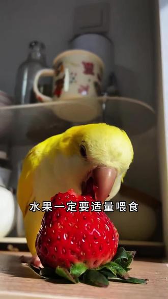 #养鸟经验分享 #养鸟日常 #养鸟人 新手养鸟一定要知道的喂食禁忌