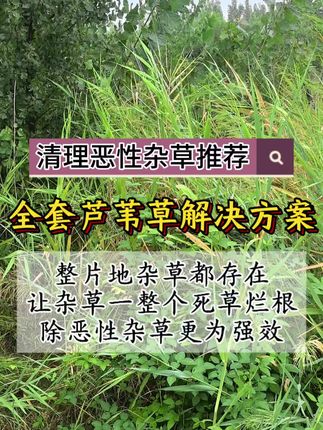 #芦苇烂根 #牛筋草 #非耕地除草 #稗草 #除草剂
