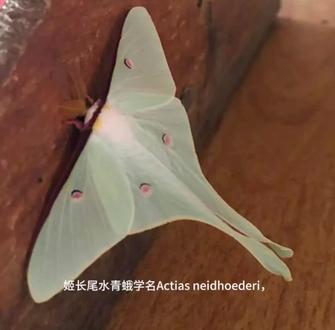 #昆虫#天蚕蛾
姬长尾水青蛾