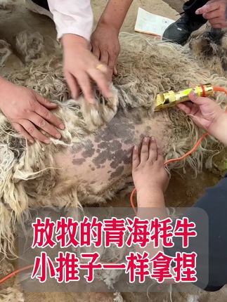 青海放牧白牦牛嘎嘎瘦,忠义牌小羊毛剪,轻松拿捏。#小羊毛推子 #电动剪 #电动推子