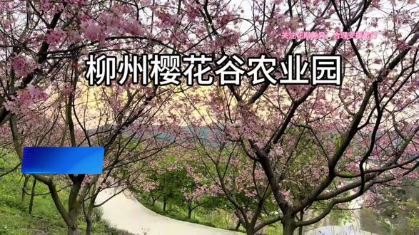 柳州樱花谷樱花季节盛开了,一起偶遇来吧,带你看看每颗樱花树下站满了人,视频左下角刷到赶紧囤起来,反正不去随时可退