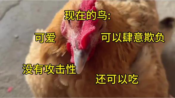 以前的鸟VS现在的鸟#以前的鸟#现在的鸟。#恐龙#史前星球