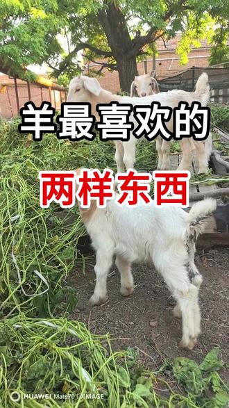 羊最喜欢的两样东西#牛羊养殖 #羊 #农村养羊