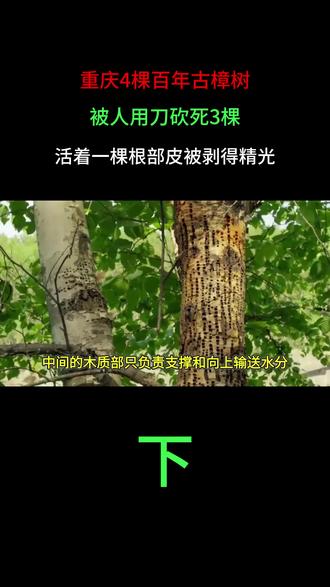 重庆4棵百年古樟树,被人用刀砍死3棵,活着一棵根部皮被剥得精光
