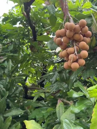 #优质农产品 莆田龙眼,今天在枝头明天到你舌头上,顺丰空运,速度杠杠滴