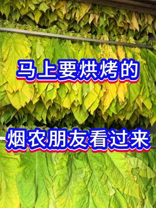马上要烘烤的烟农朋友看过来#满炉金 #烤烟 #烤烟种植技术与管理 #烤烟烘烤 #防病增产组合叶连根和长好烟