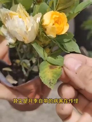 季出现这样的斑斑点点 只是剪掉是没有用的 可以用#枯草芽孢杆菌 兑水后喷洒叶面和灌根,预防大于治疗,枯草芽孢杆菌会预防很多细菌性病害,使用简单方便#枯草芽孢杆菌 #农业种植小知识 ……版本过低,升级后可展示全部信息