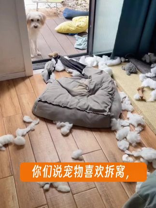 网红通用猫狗窝,不粘毛耐撕咬还能拆洗! #四季通用窝 #不粘毛猫窝 #可拆洗猫窝 #网红猫狗窝 #耐撕咬狗窝