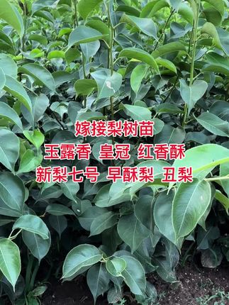 嫁接成品梨苗(玉露香 皇冠 新梨七号 早酥梨 红香酥 丑梨)