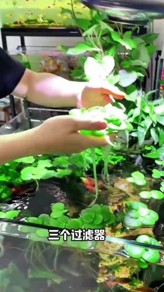 浮萍圆心萍水培绿植庭院办公室鱼虾龟缸鱼缸造景漂浮专用水草#水草 #浮萍 #鱼缸里的大自然 #双11十万个买什么