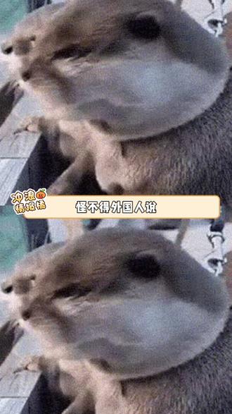 00年的烟花,热闹的像在轰炸区 #烟花 #过年 #年味 #万万没想到