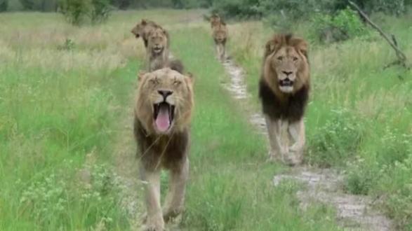 从小就看你们三个不简单,长大后霸气十足#坏男孩联盟