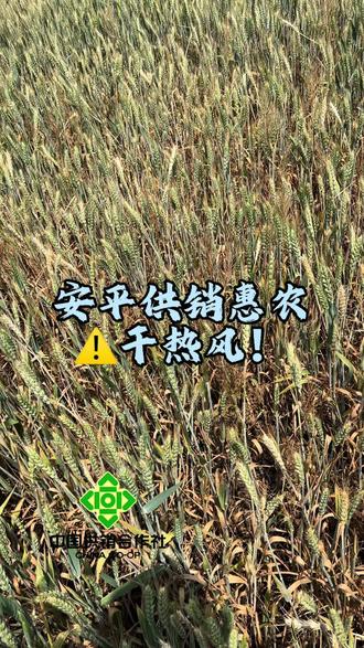#预防小麦干热风 #种植小麦的注意了 #小麦预防病害 #三农 切断干热风的爆发条件,丰收在望,守住最后一关