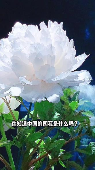 你知道中国的国花是什么吗?你知道中国的十二花令分别是什么吗?#植物#科普#涨知识#好书分享#绘本