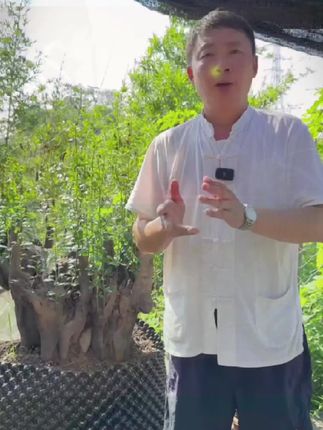 金弹子 这段时间,金弹子正处在生长高峰期,想要它快速走根来芽,提高种植存活率,这个一定要抓紧去用起来哟#金弹子 #盆景 #种植小技巧 #生根 #三农