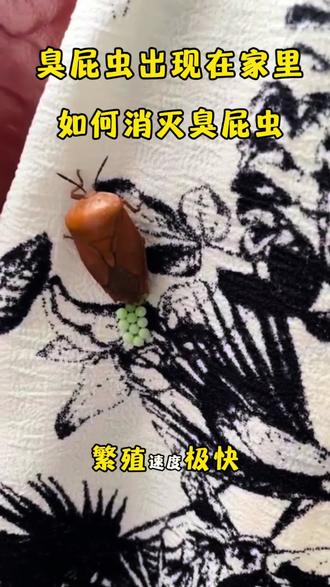 春夏季节家里极易滋生臭屁虫,很多人不以为然,实则暗藏隐患。臭屁虫喜欢藏在窗户缝隙、墙角衣柜、窗帘沙发,还会把虫卵产在晾晒的衣物被褥上,一窝多达十几颗,繁殖速度极快。它受惊就会喷射腐蚀性臭液,沾到皮肤会红肿刺痛、引发过敏皮炎,一旦溅入眼睛,会造成角膜损伤,危害极大。而且臭味顽固难散,沾染家具衣物久久不消,严重影响居家生活环境。推荐这款杀虫剂,无色无味,家庭使用更放心。#臭屁虫 #臭屁虫泛滥 #臭屁 #臭屁虫的味道 #生活常识