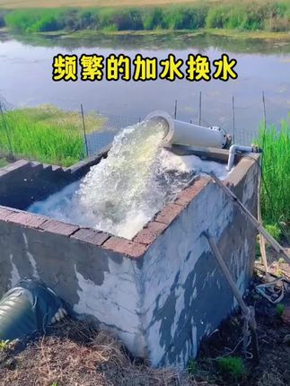 #水产人 #调水净水 #水产养殖技术 #养鱼 #养鱼日记