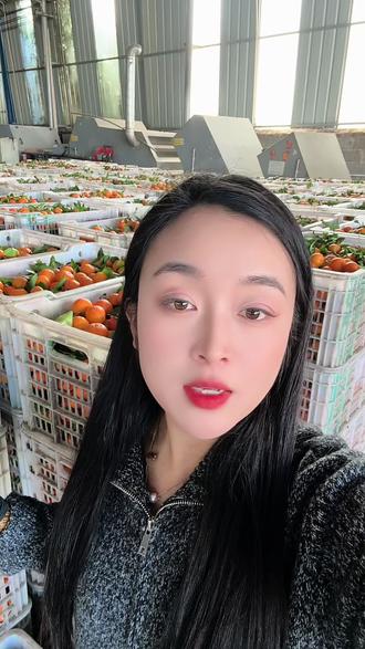 广西正宗老沙砂糖橘大量上市,价格1.5-2.5,以质论价