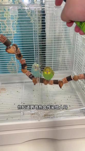 鹦鹉热真的特别可怕 每周一次的杀菌驱虫一定要做好#鹦鹉热 #鹦鹉杀菌喷雾 #鹦鹉驱虫喷雾