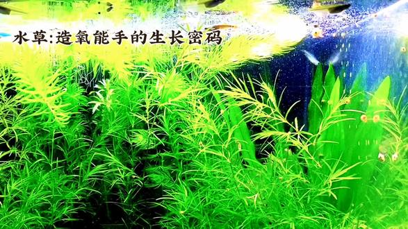 水草:造氧能手的生长密码