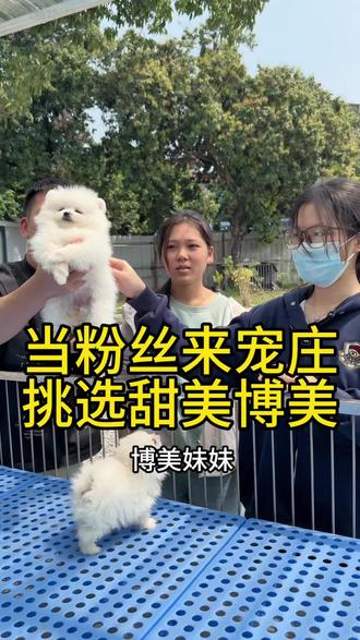 粉丝来宠庄看博美,大家一起都来看看,东莞哪里有博美。#萌宠推荐官 #博美 #养狗经验分享 #东莞狗场 #东莞买狗