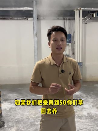 五龄蚕,一个星期出一批蚕茧#种桑养蚕 #养蚕技术