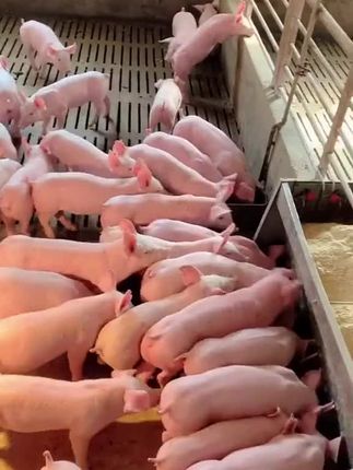 #养猪#养猪人#小猪