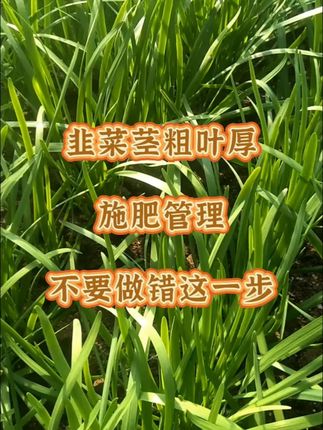 韭菜茎粗叶厚,施肥管理,不要做错这一步。#韭菜 #韭菜种植 #韭菜种植方法 #种韭菜 #农业种植