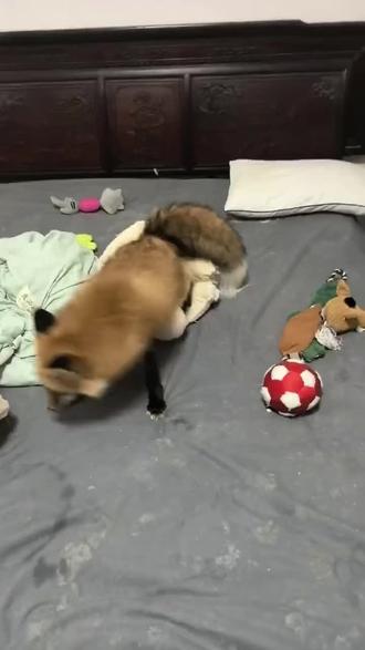 【对不起我知道有人不想看但是】【我今天经历了有人在我这评价某个人类幼崽的名字突然评论消失的事】【我想试试到底是不是被捂嘴】【小洛熙】【这样掺着发应该没事】#小洛熙 #宠物 #毛孩子 #动物 #合法饲养