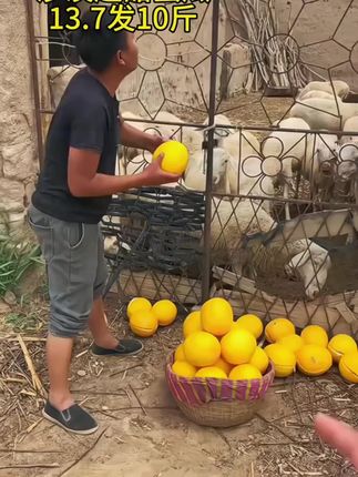 蜜瓜大丰收啦,便宜给您发一箱#蜜瓜 #新鲜采摘 #民勤蜜瓜