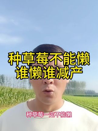 种草莓不能懒,谁懒谁减产#草莓#草莓种植#农业种植#农业#三农