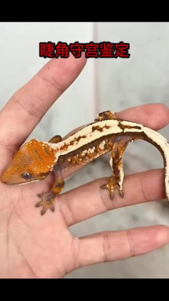 #睫角守宫#爬宠 睫角守宫鉴定