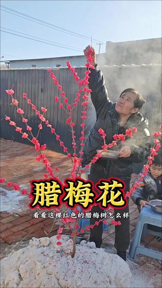 第一次尝试做腊梅花,大家看看怎么样?喜欢哪个颜色#创作者中心 #创作灵感 #我的农村生活 #腊梅花 #农村猫冬生活