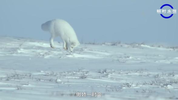 宿命轮回北极狐 宿命轮回!哪怕你是我的孩子,哪怕你即将饿死,也得乖乖等待在远处,看着我吃饱!#动物世界 #神奇动物在抖音 #北极狐 #动物 #青年创作者成长计划