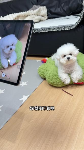 当我让豆包盯着小狗不让他偷吃肉干#可爱到爆炸💥