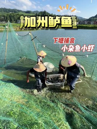 适合拿来清蒸的鱼,刺少肉嫩,市场价格高,适合养 #鱼苗 #鲈鱼 #水产养殖 #三农 #农村生活