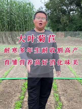 大叶菊苣耐寒多年生,柔嫩适口营养丰富,无论养猪兔鸡鸭鹅鱼任何动物,都可以种植大叶菊苣,用种少南北可种。#多年生牧草#大叶菊苣#牧草种子#猪马牛羊鸡鸭鹅兔鱼虾蟹都适用