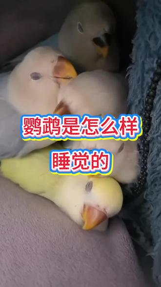 鹦鹉是怎么睡觉的,你知道吗#鹦鹉 #养鹦鹉 #和尚鹦鹉 #金刚鹦鹉 #玄凤鹦鹉