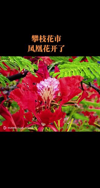 凤凰花,学名凤凰木,是一种充满热带风情的大型乔木。它花色艳丽夺目,因其叶片形似凤凰的羽毛、花朵如丹凤之冠而得名。凤凰花的花语通常与离别、思念和火热的青春有关,因为它的花期常在毕业季,所以也常被赋予对青春散场的感伤与怀念之情。
攀枝花的凤凰花公园正是欣赏这一景致的最佳地点:
公园特色与规模:它是攀枝花首个以观赏凤凰花为主题的山地公园,占地约500亩,内有超过2万株凤凰树,是四川最大的凤凰树花海。
最佳观赏与核心体验:花期主要集中在每年4月至5月(盛花期在5月中上旬),届时满山红遍尤为壮观。公园内设有约3公里的健身步道,登顶后还能俯瞰整个城市的花海景观。
公园免费向公众开放。
总的来说,攀枝花的凤凰花公园是一个以壮观山地花海著称的免费景点,很适合在凤凰花盛开的季节前往拍照和漫步。