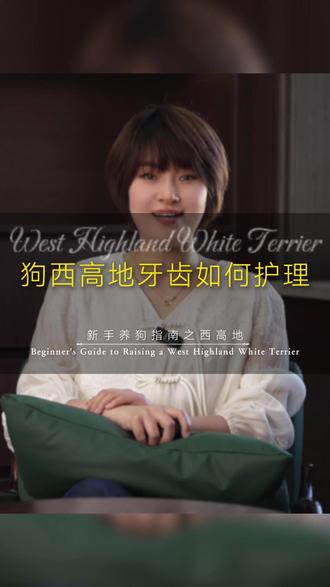 西高地白梗节后狗狗牙齿护理秘籍!家里有宠物的看过来,听听繁育一条视频给你讲清楚!关注我,带你科学养狗,健康繁育!#西高地白梗 #狗狗 #繁育人