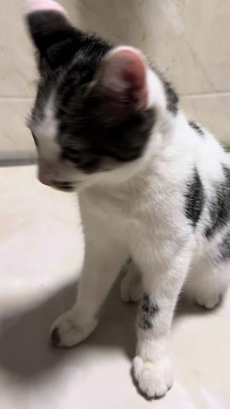 会敬礼的小奶喵#喵星人 #猫咪日常 #猫里猫气 #猫咪的日常 #猫和老鼠