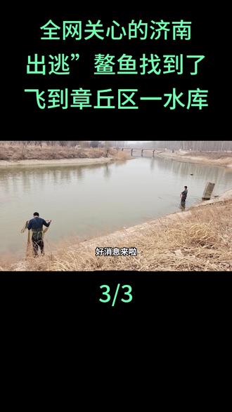 全网关心的济南“出逃”鳌鱼找到了,飞到章丘区一水库,相关负责人:不准备再展出了#民生事件