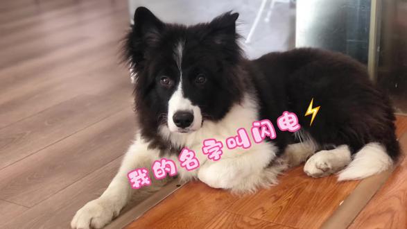 #狗狗 #边牧 不是在挨打就是在挨打的边缘试探,一天狗狗祟祟的,有八百个心眼子,人人见了都要给一脚,哈哈哈,每天制造快乐给大家,一天不见都不行😂#边牧的智商